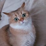 Евгеша Я